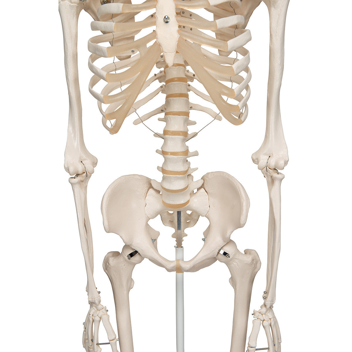 Stan - Standard Skeleton Model - thorax