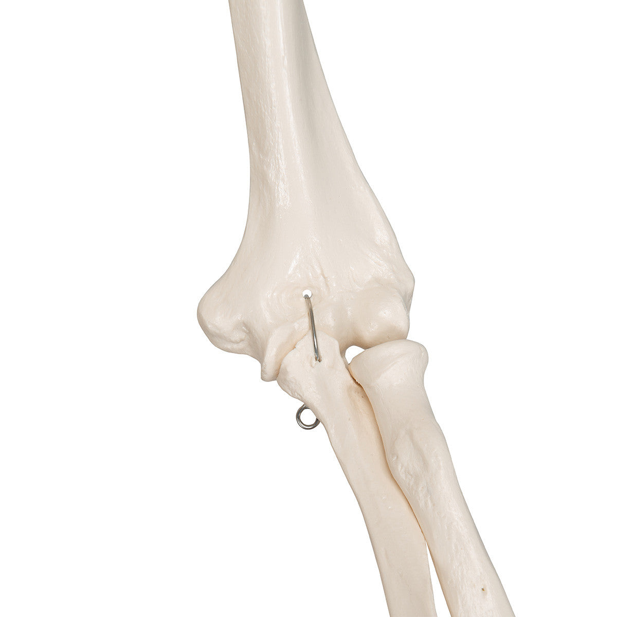 Stan - Standard Skeleton Model - elbow