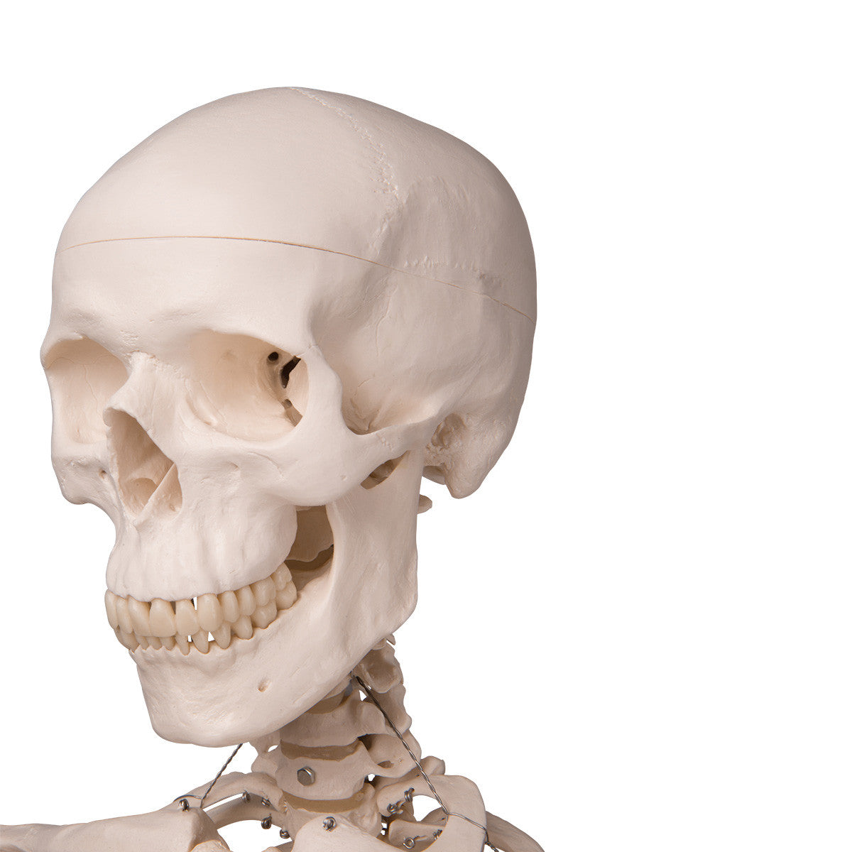 Stan, Standard Adult Male Skeleton | 3B Scientific A10