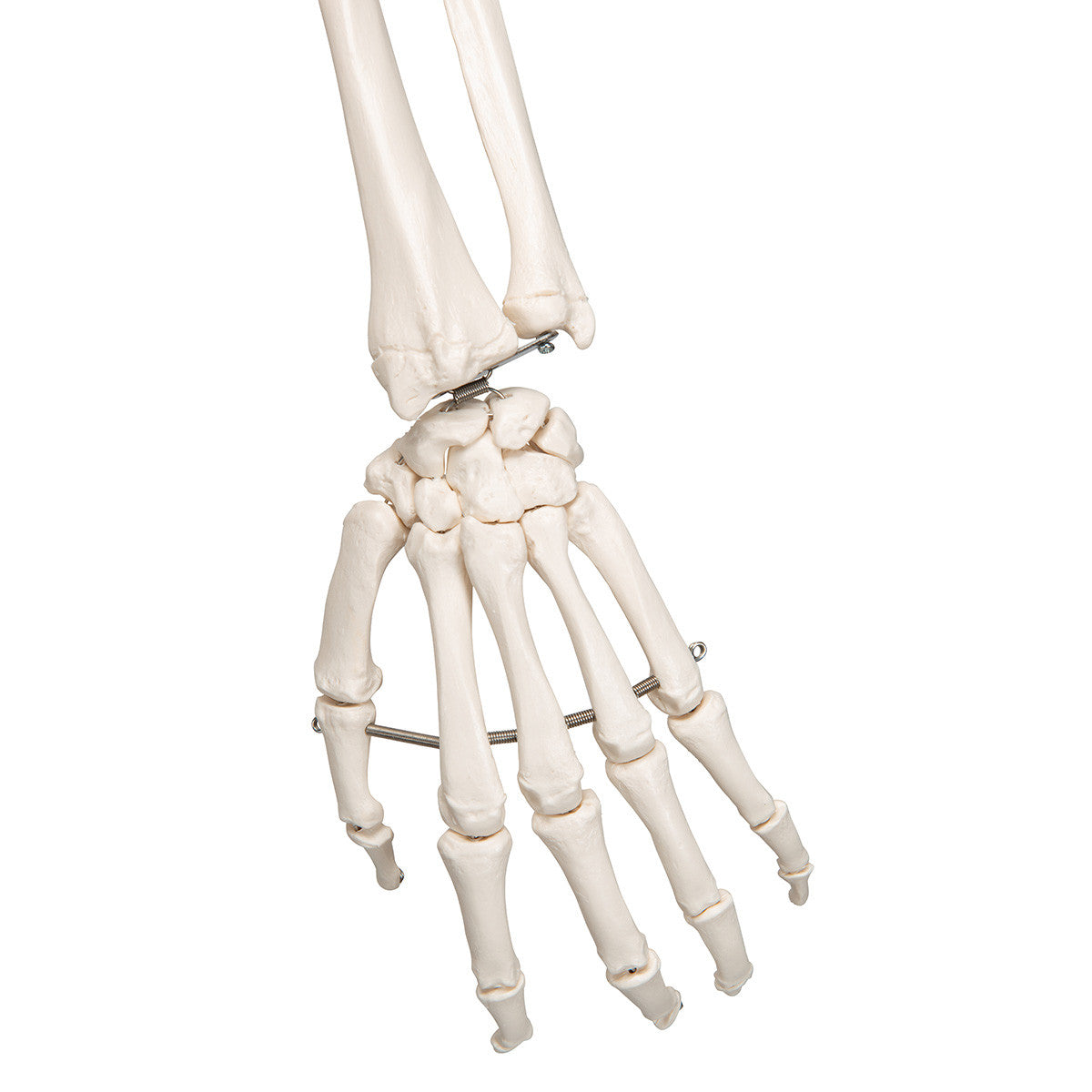 Stan - Standard Skeleton Model - hand