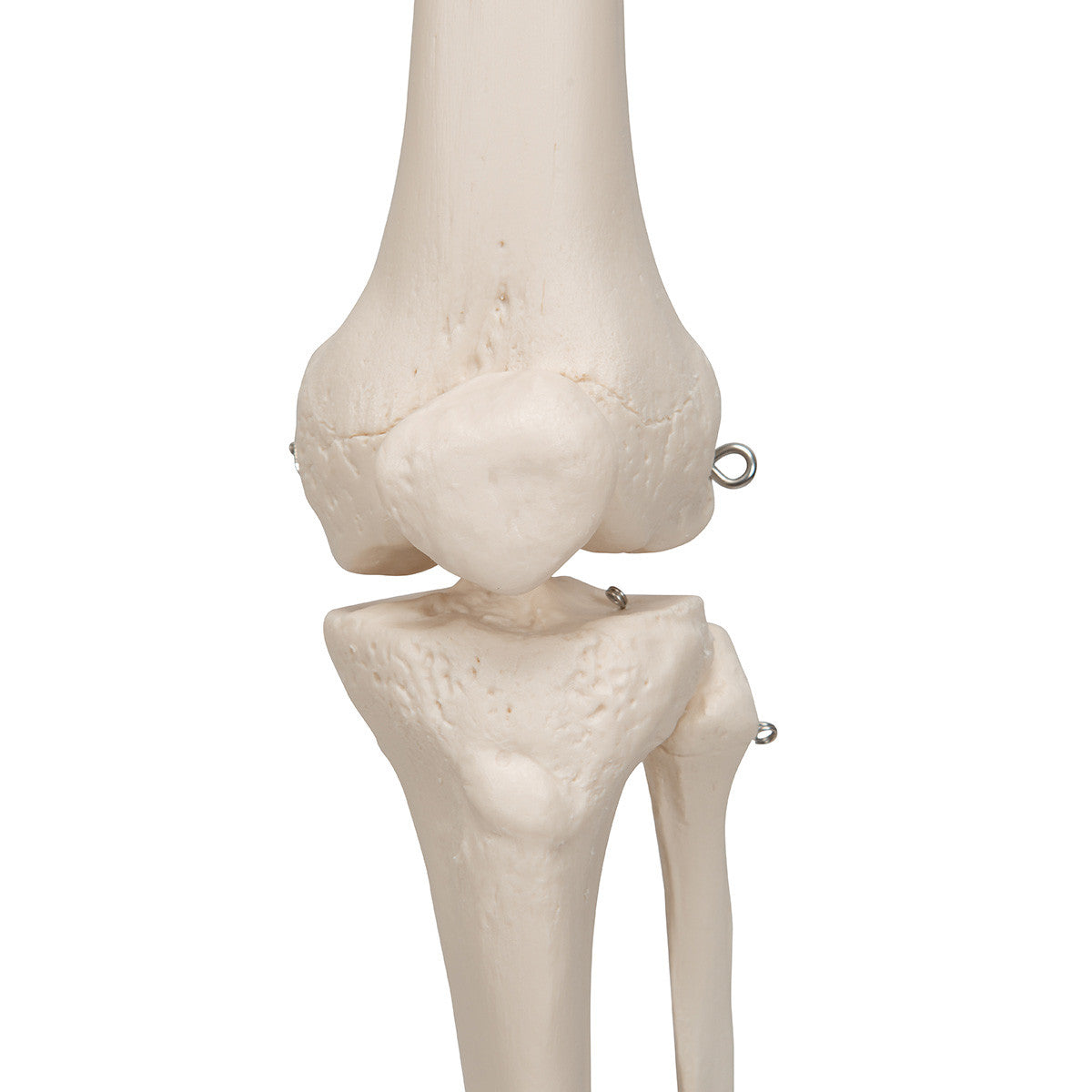 Stan - Standard Skeleton Model - knee