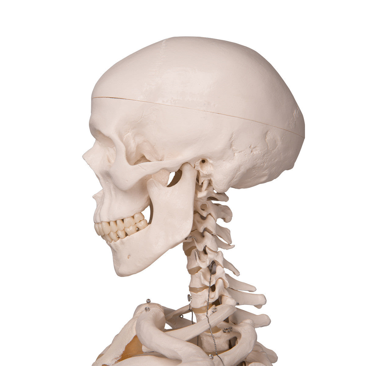 Stan - Standard Skeleton Model - skull