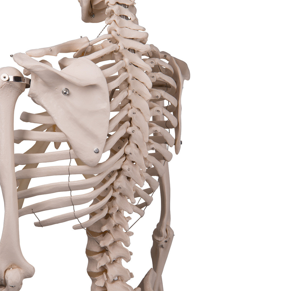 Stan - Standard Skeleton Model - scapula and ribcage