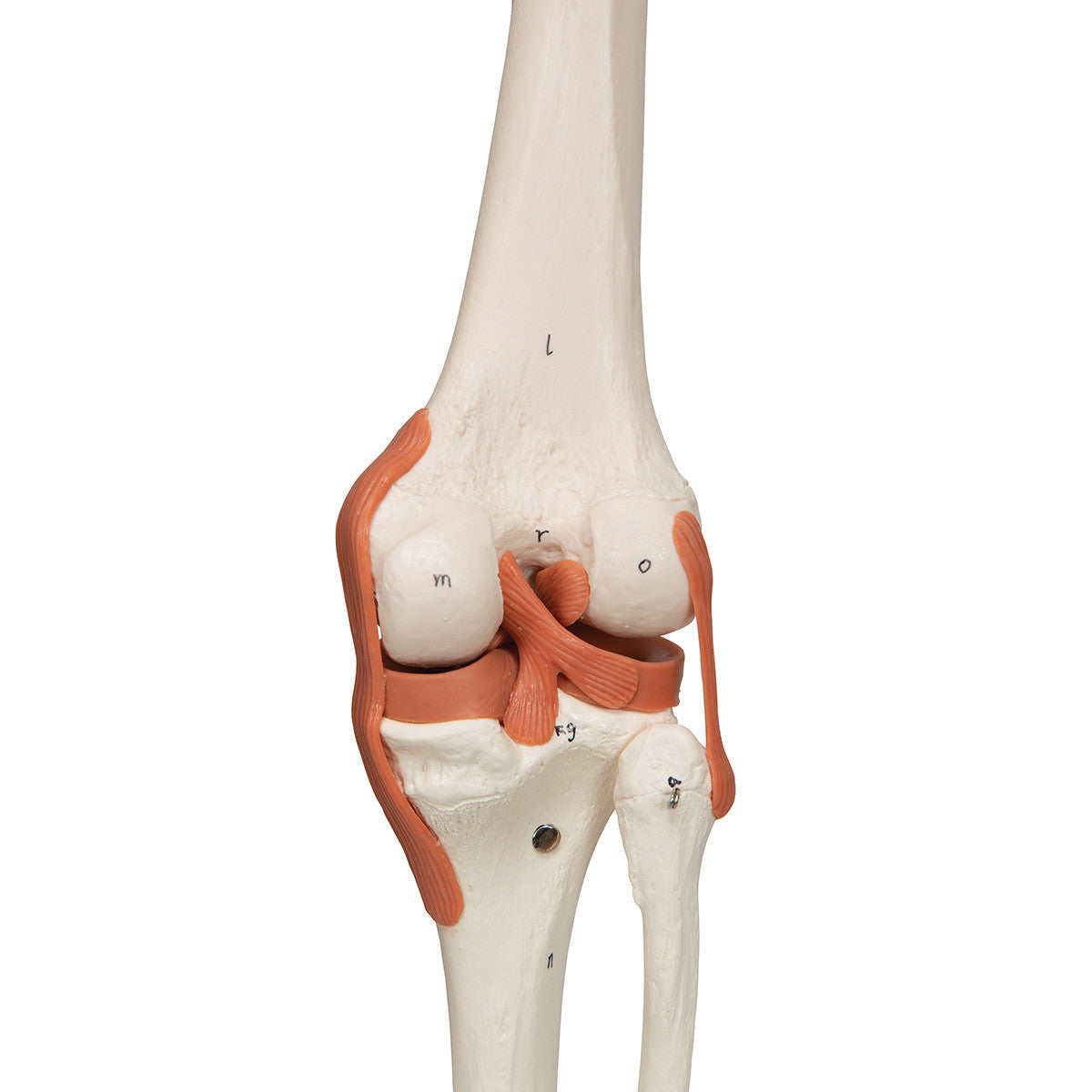 Super Skeleton with Muscle and Ligaments - knee detail