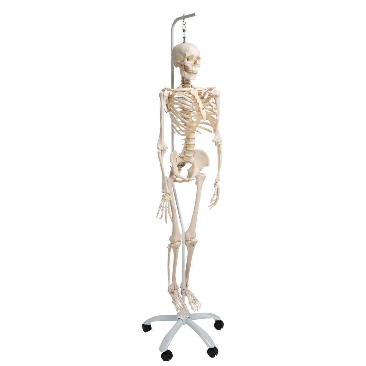 Physiological Skeleton Model