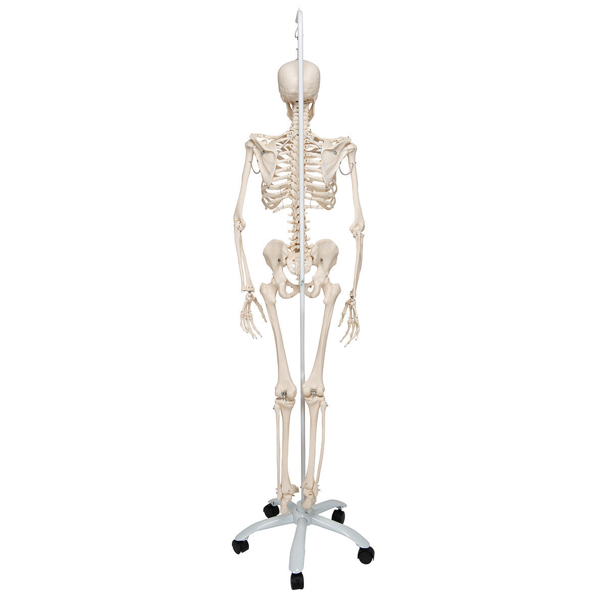 Physiological Skeleton Model