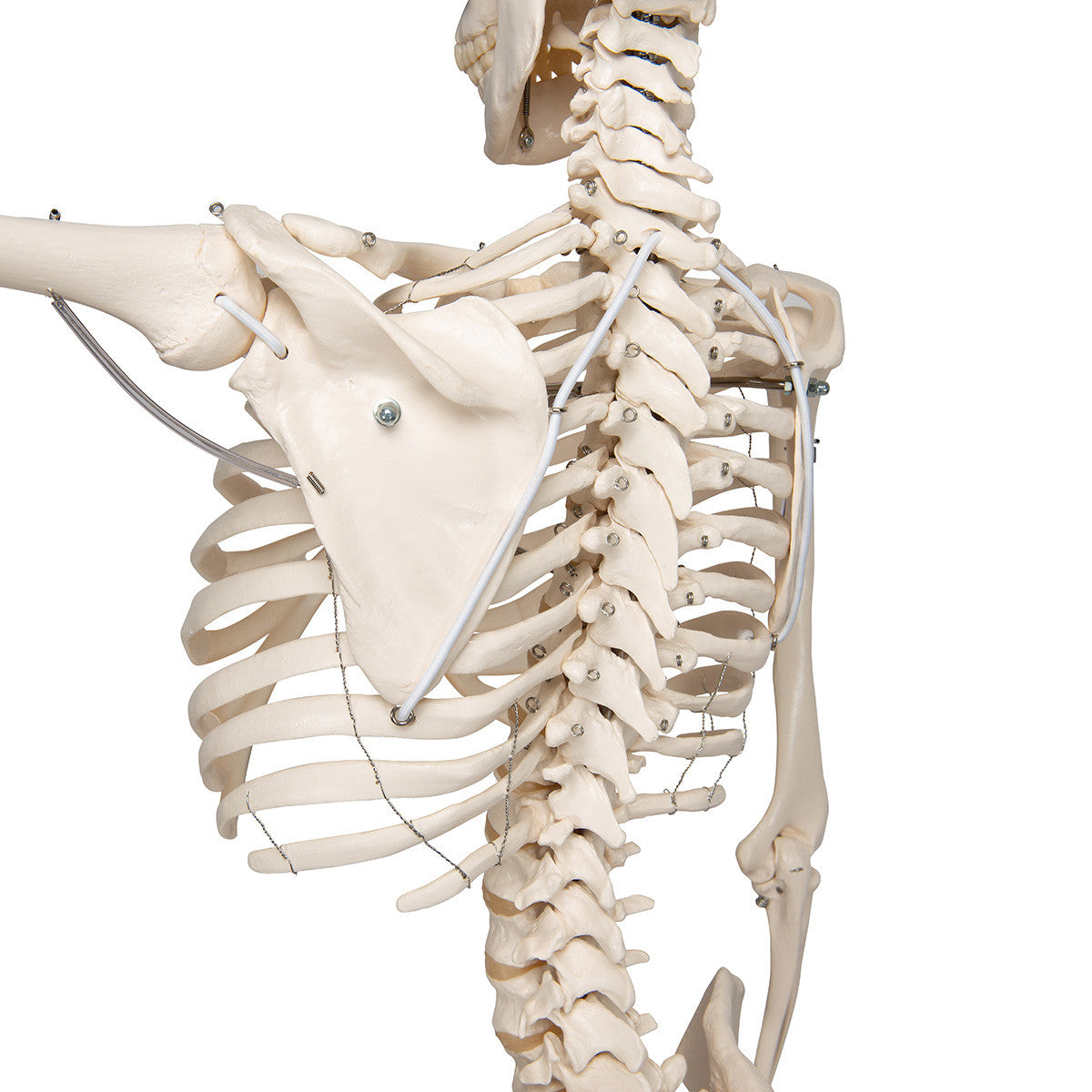 a15-3_06_1200_1200_physiological-human-skeleton-model-phil-on-hanging-stand-3b-smart-anatomy__36840.1589753229.1280.1280.jpg
