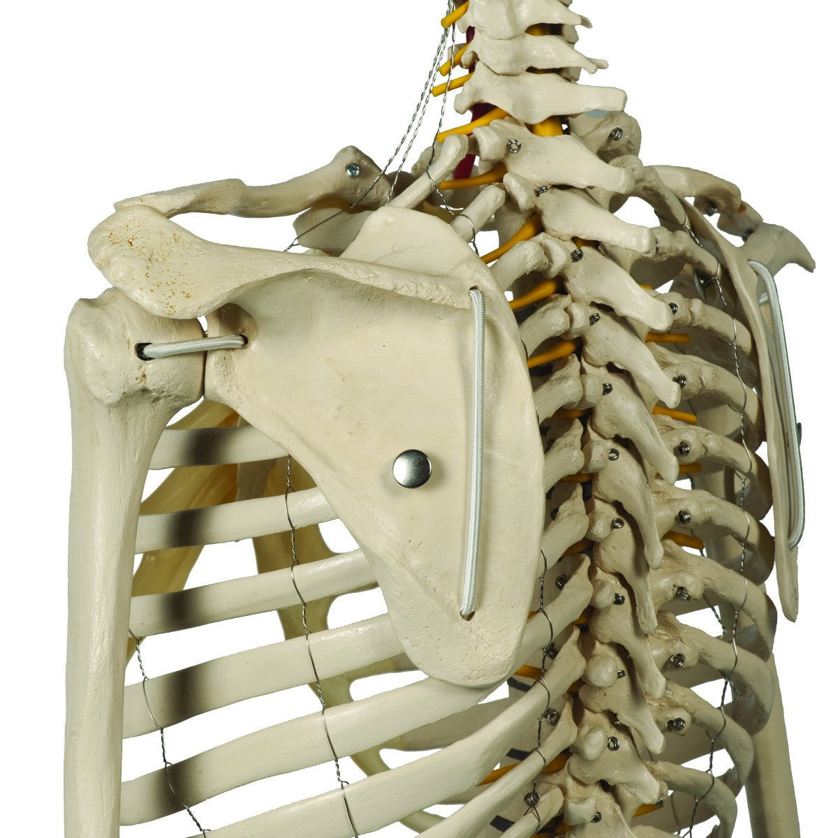 Rudiger Physiological Skeleton - articulated scapula