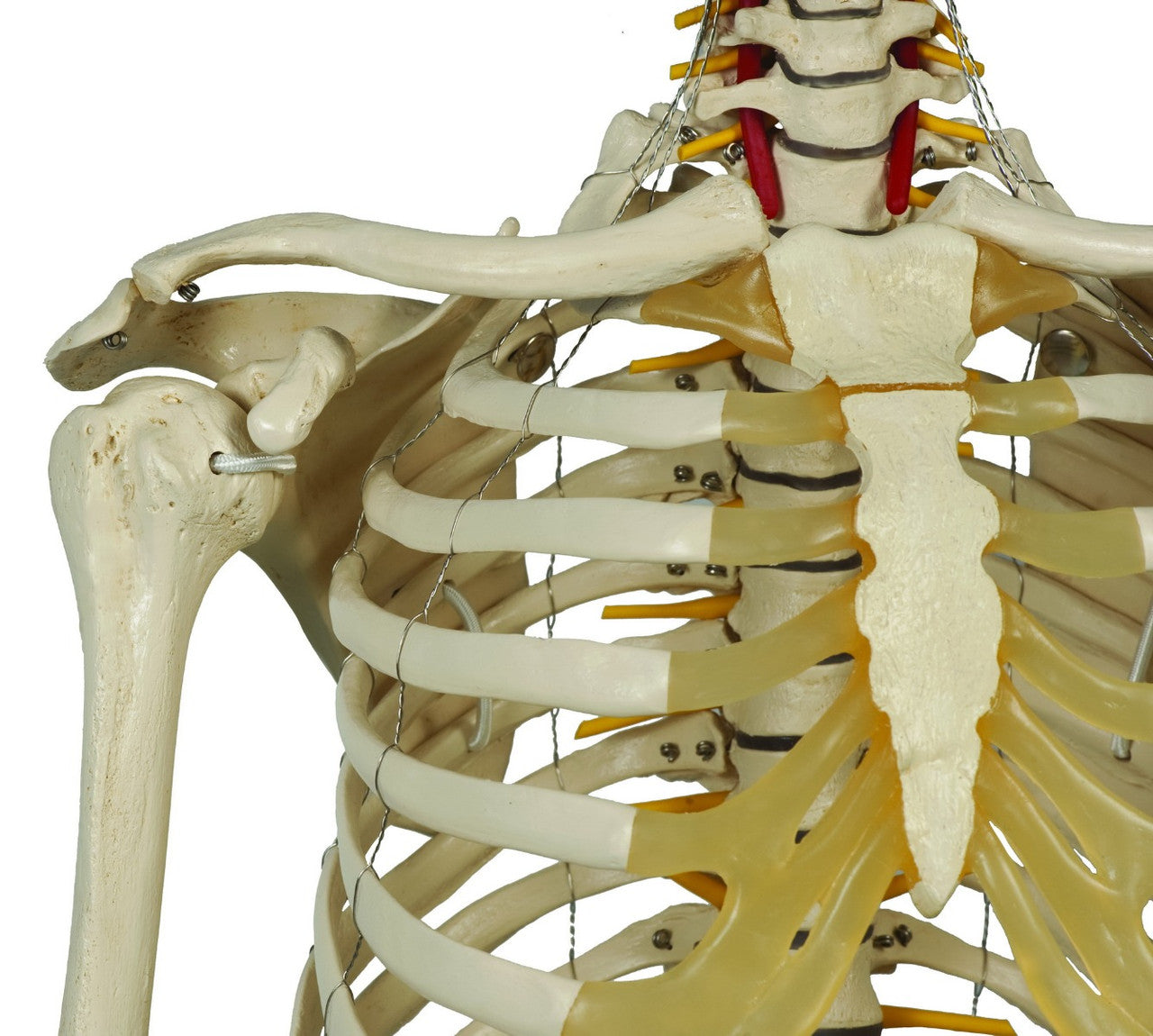 Rudiger Physiological Skeleton - shoulder articulation