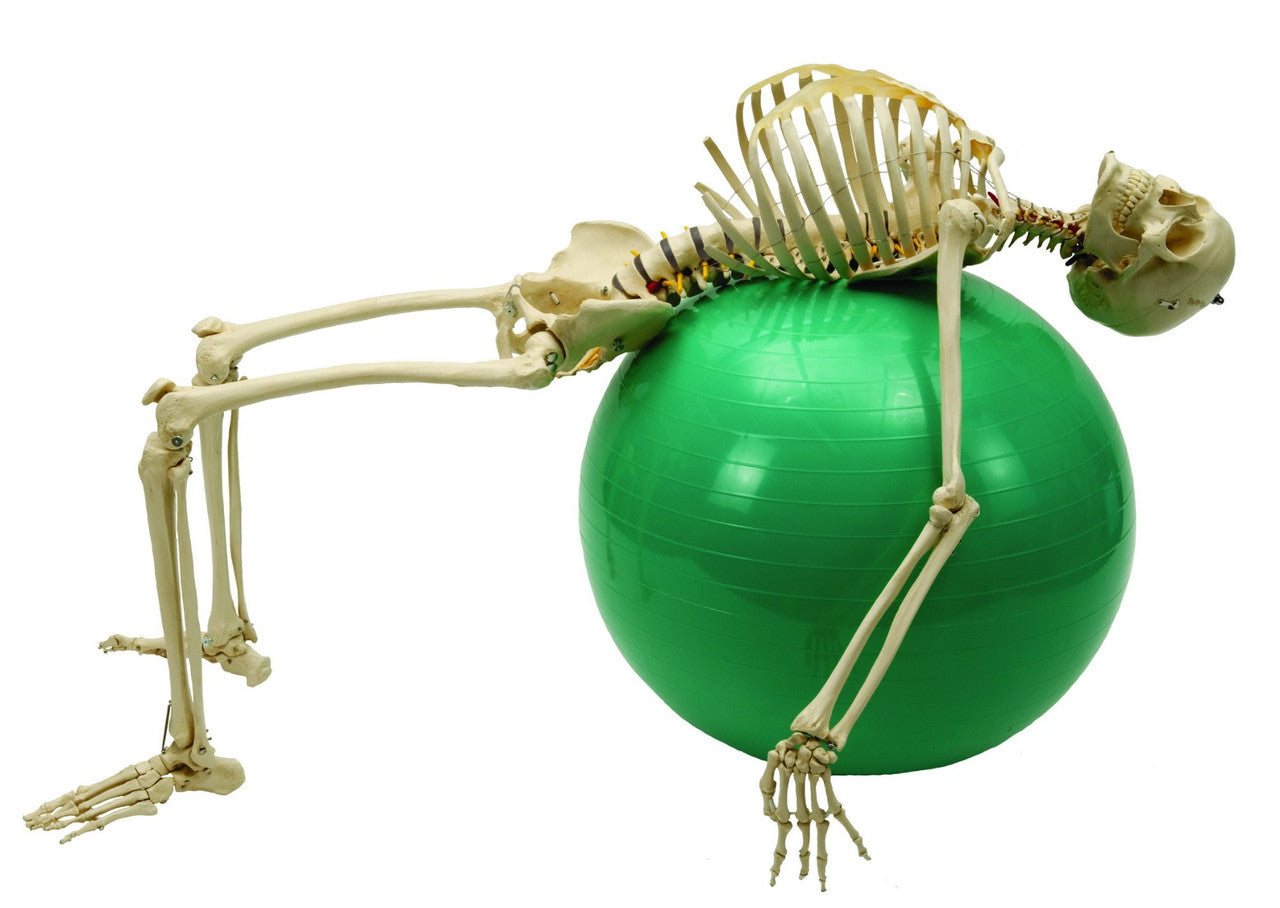 Rudiger Physiological Skeleton - lifelike movement