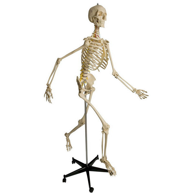 Rudiger Physiological Skeleton