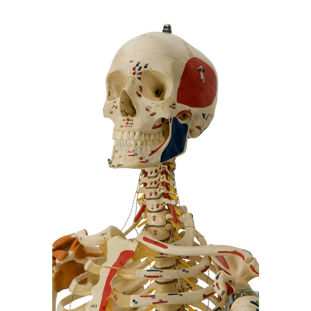 Rudiger Super Skeleton - cervical spine and skull