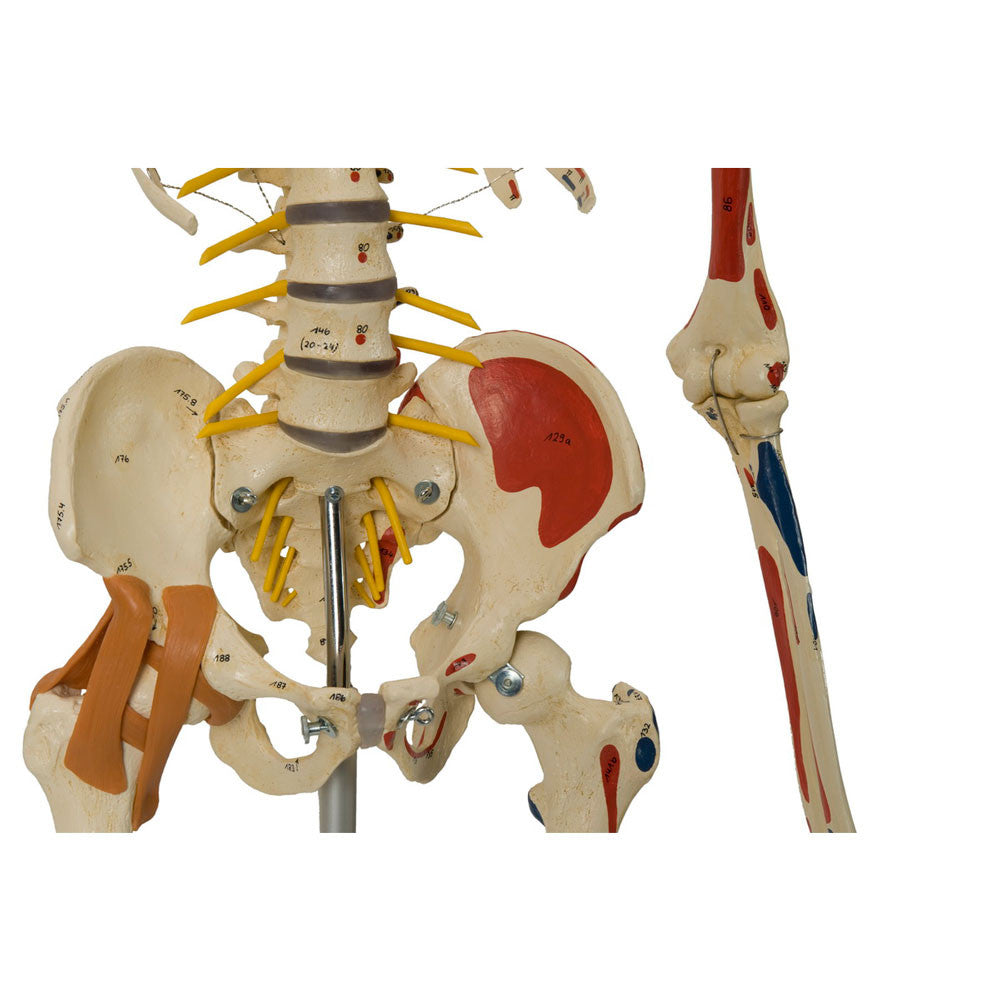 Rudiger Super Skeleton - pelvic mount and hip ligaments