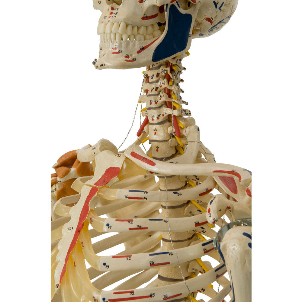 Rudiger Super Skeleton - clavicle and cervical spine