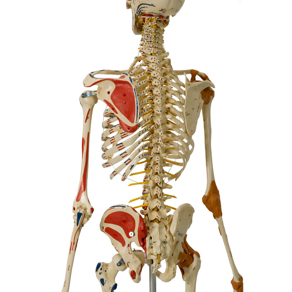 Rudiger Super Skeleton - flexible spine and painted muscle insertions and origins