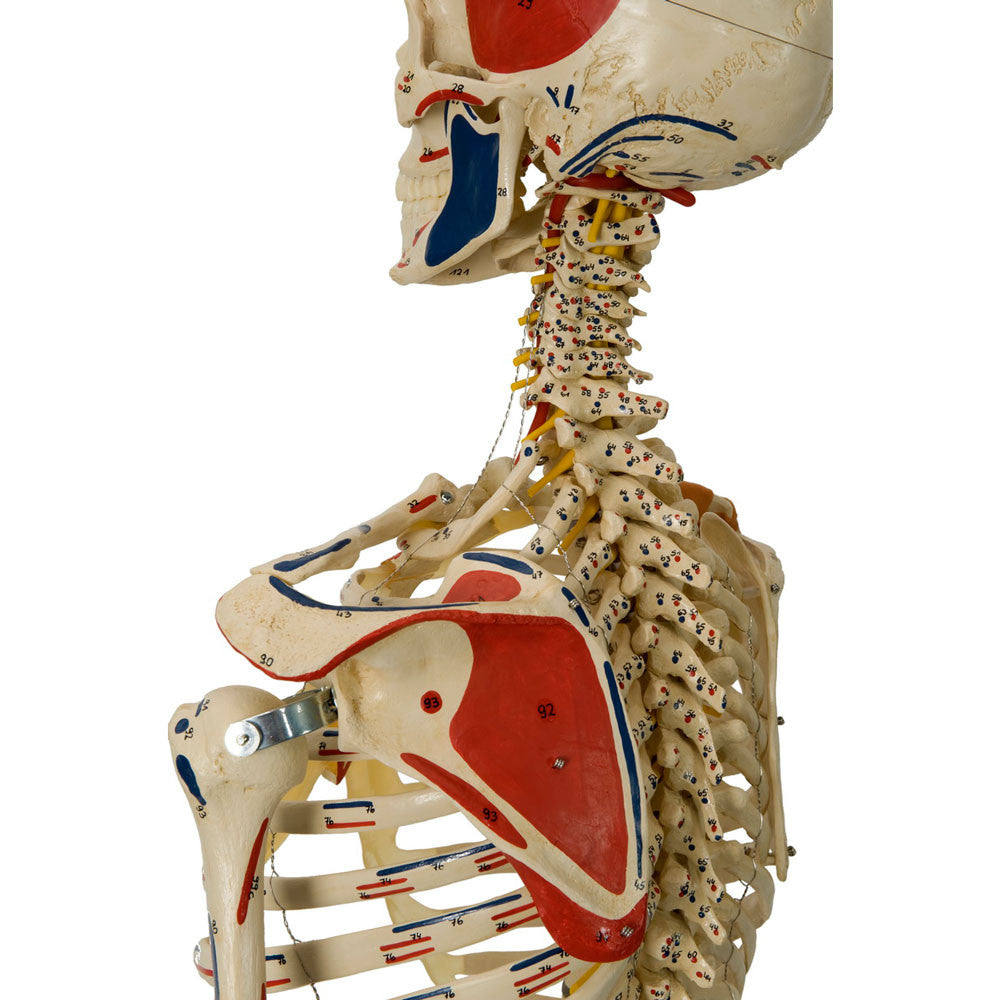 Rudiger Super Skeleton - scapula and shoulder complex