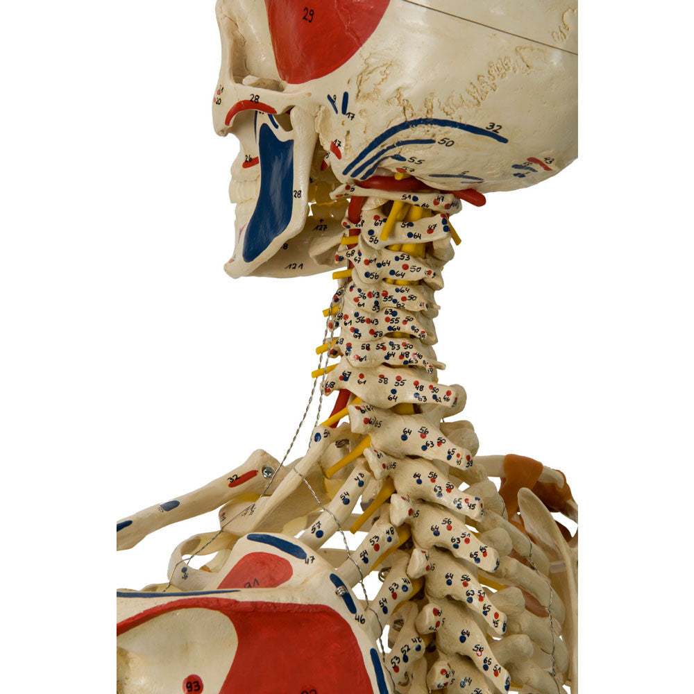 Rudiger Super Skeleton - cervical spine and nerves