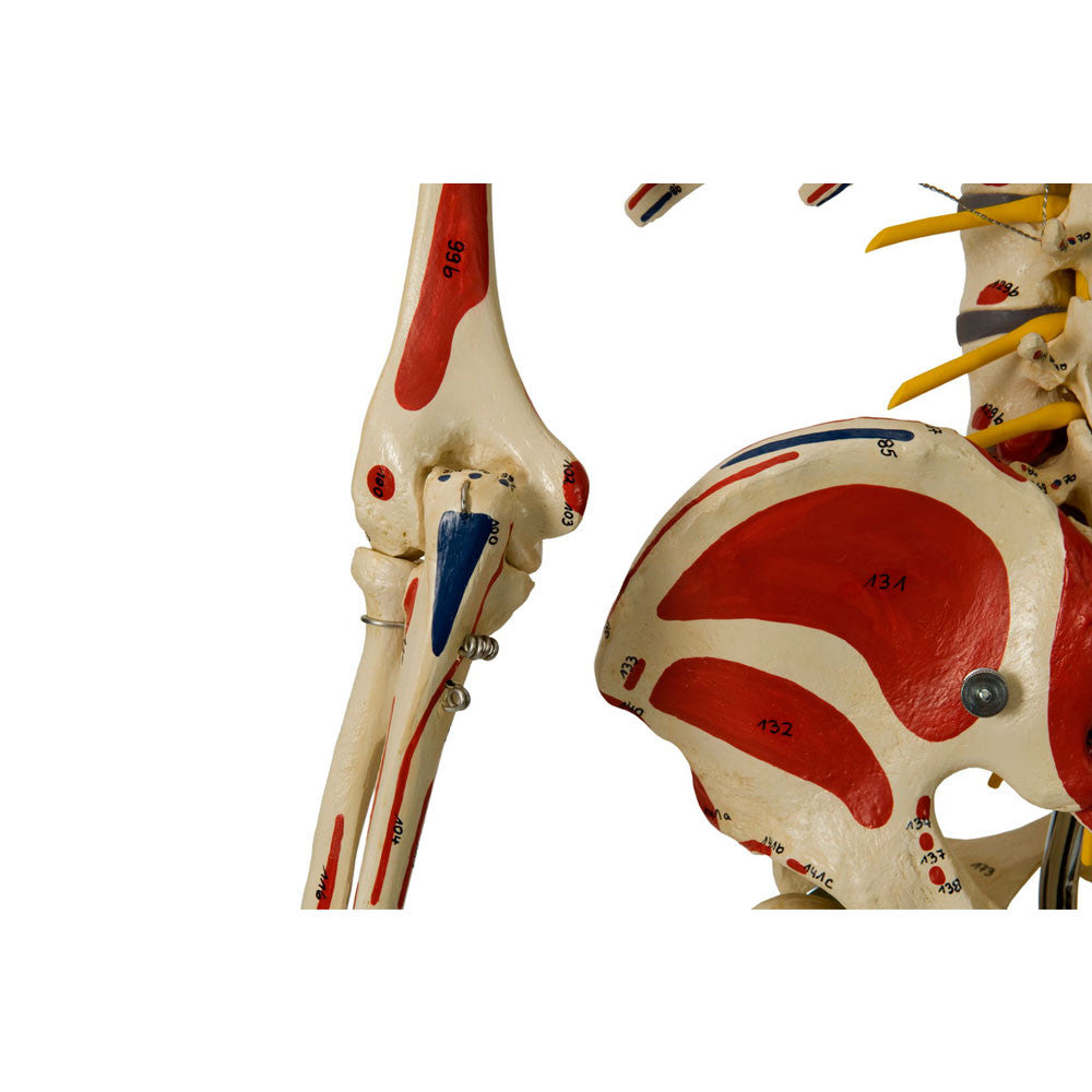 Rudiger Super Skeleton - painted muscle insertions and origins