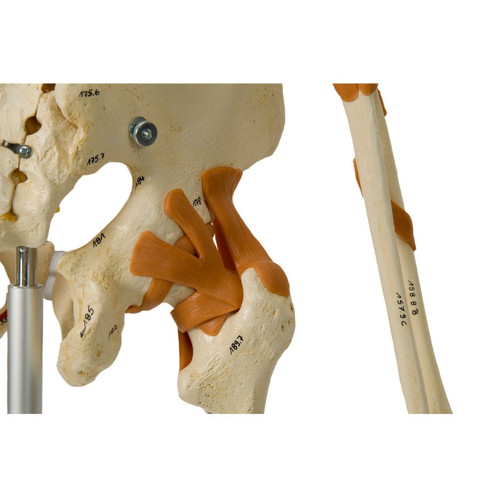 Rudiger Super Skeleton - functional ligamented hip
