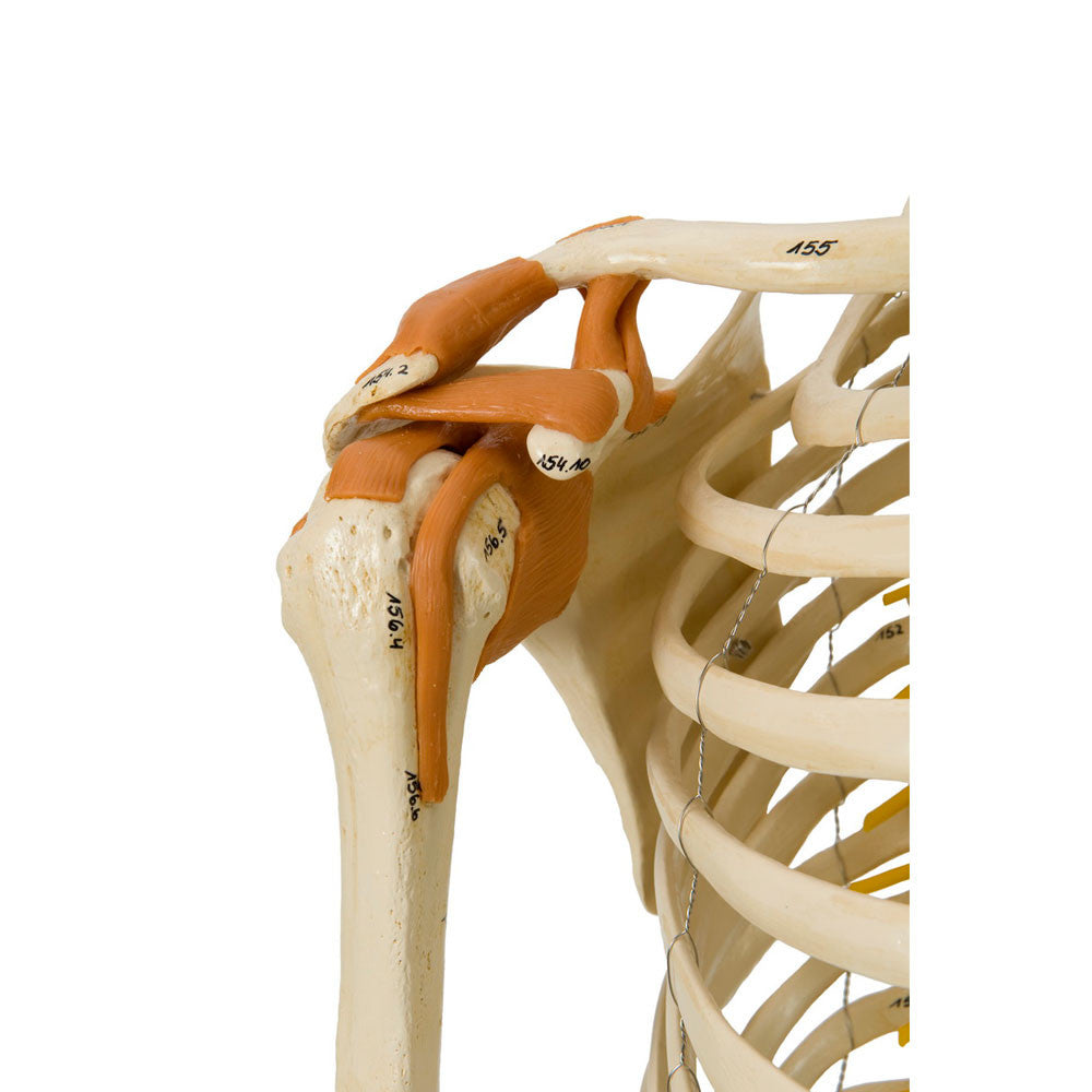 Rudiger Super Skeleton - functional ligamented shoulder