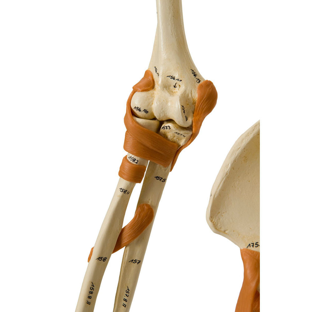 Rudiger Super Skeleton - functional ligamented elbow