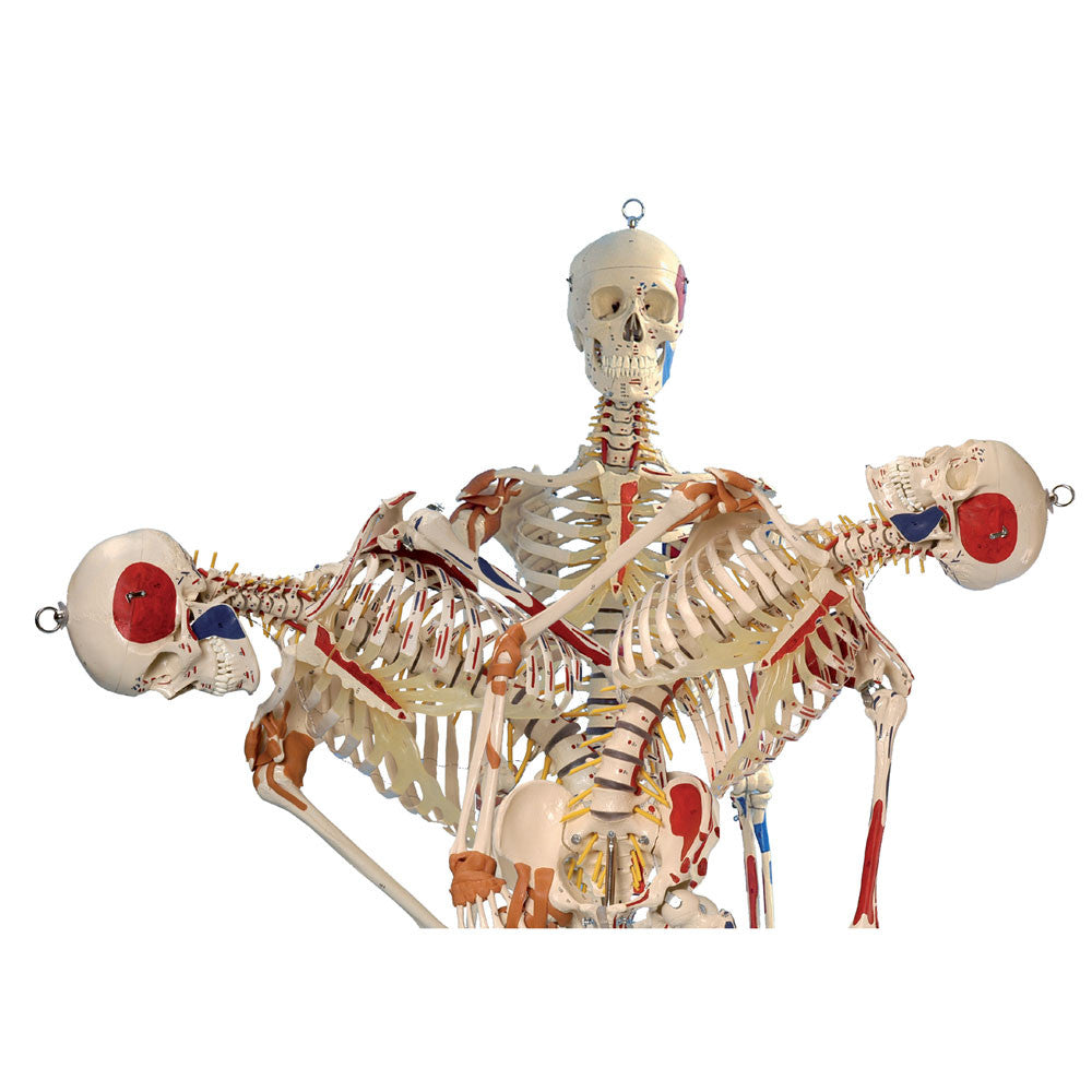 Rudiger Super Skeleton - lateral spinal flexion