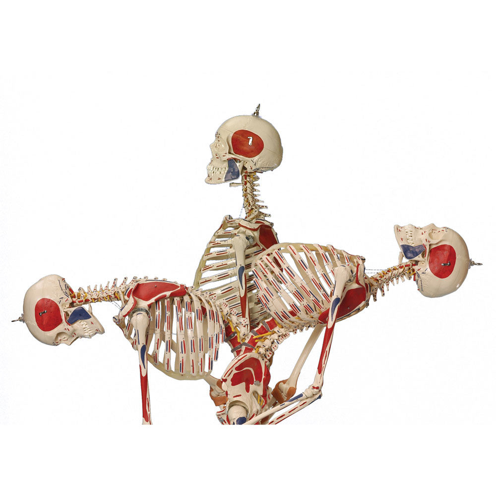 Rudiger Super Skeleton - spinal flexion