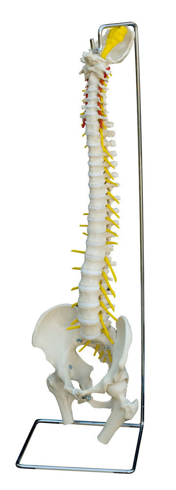 Rudiger Deluxe Flexible Spine with Soft Flexible Discs