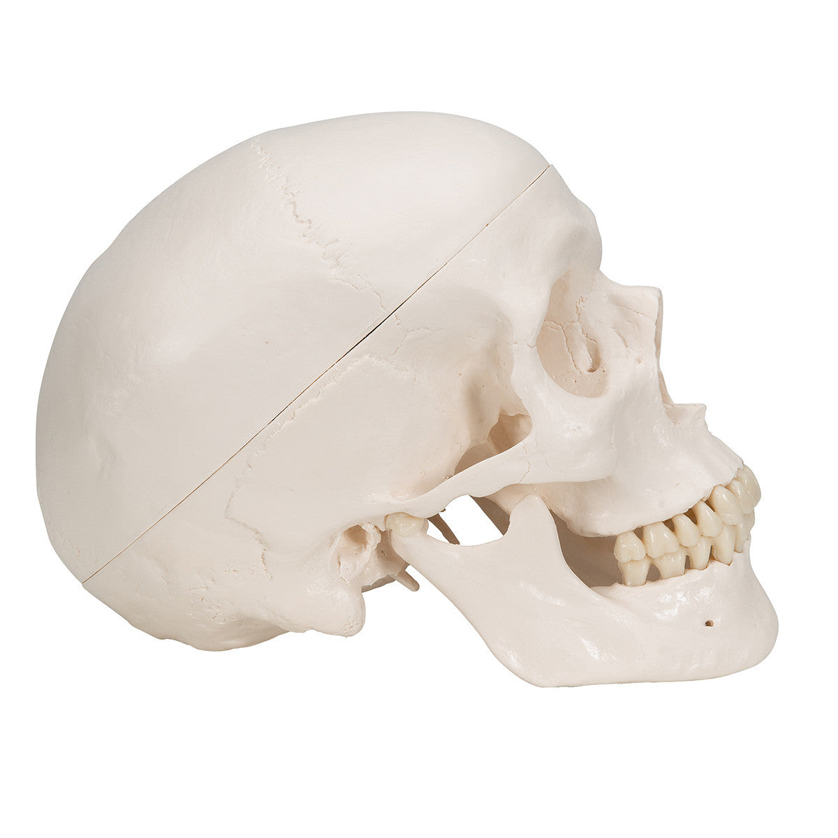 Standard Human Skull, natural cast, adult - lateral view