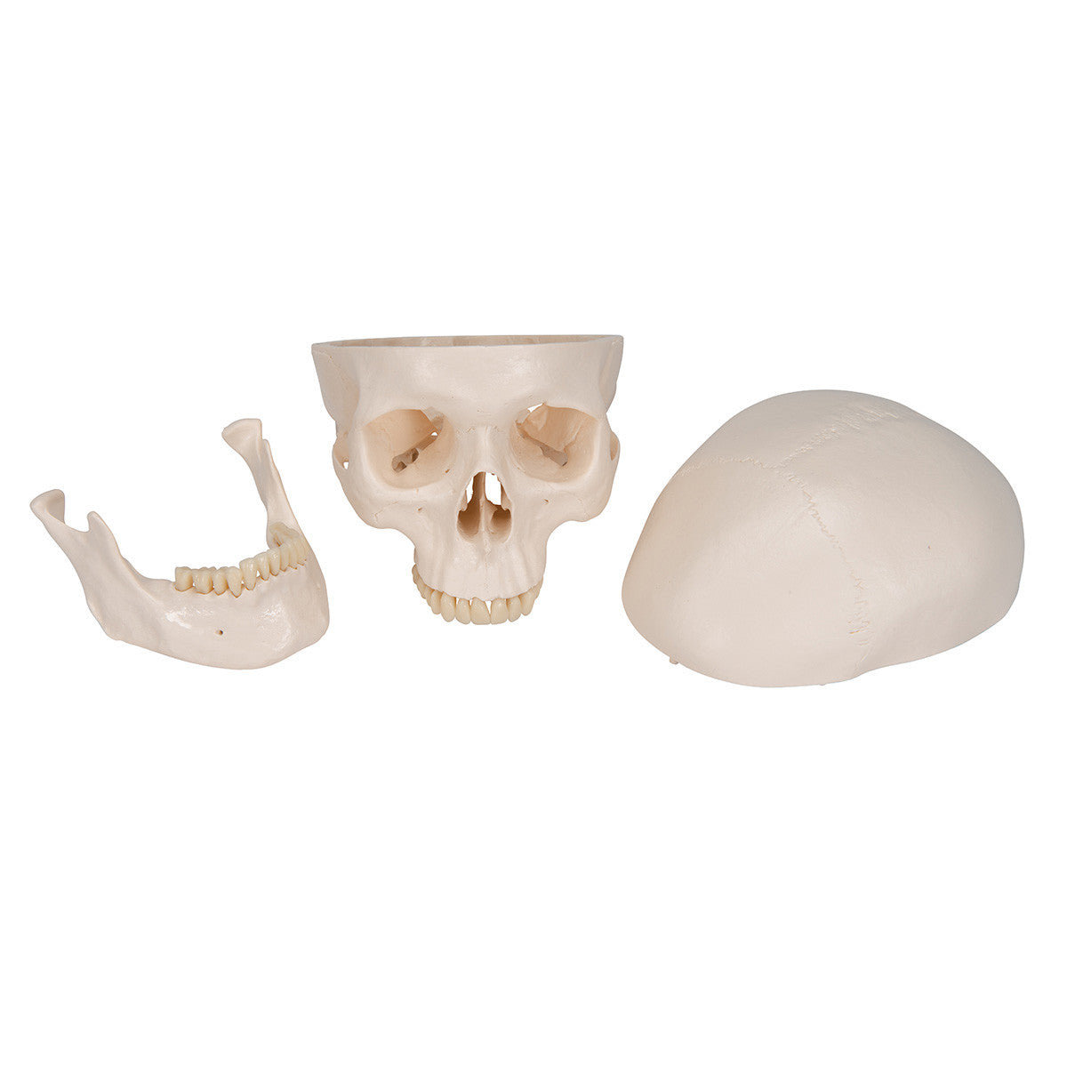Standard Human Skull, natural cast, adult - disassembled