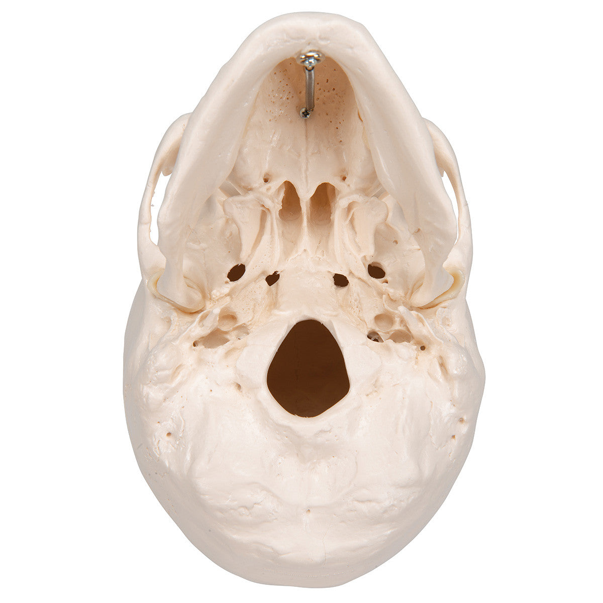Standard Human Skull, natural cast, adult - inferior view