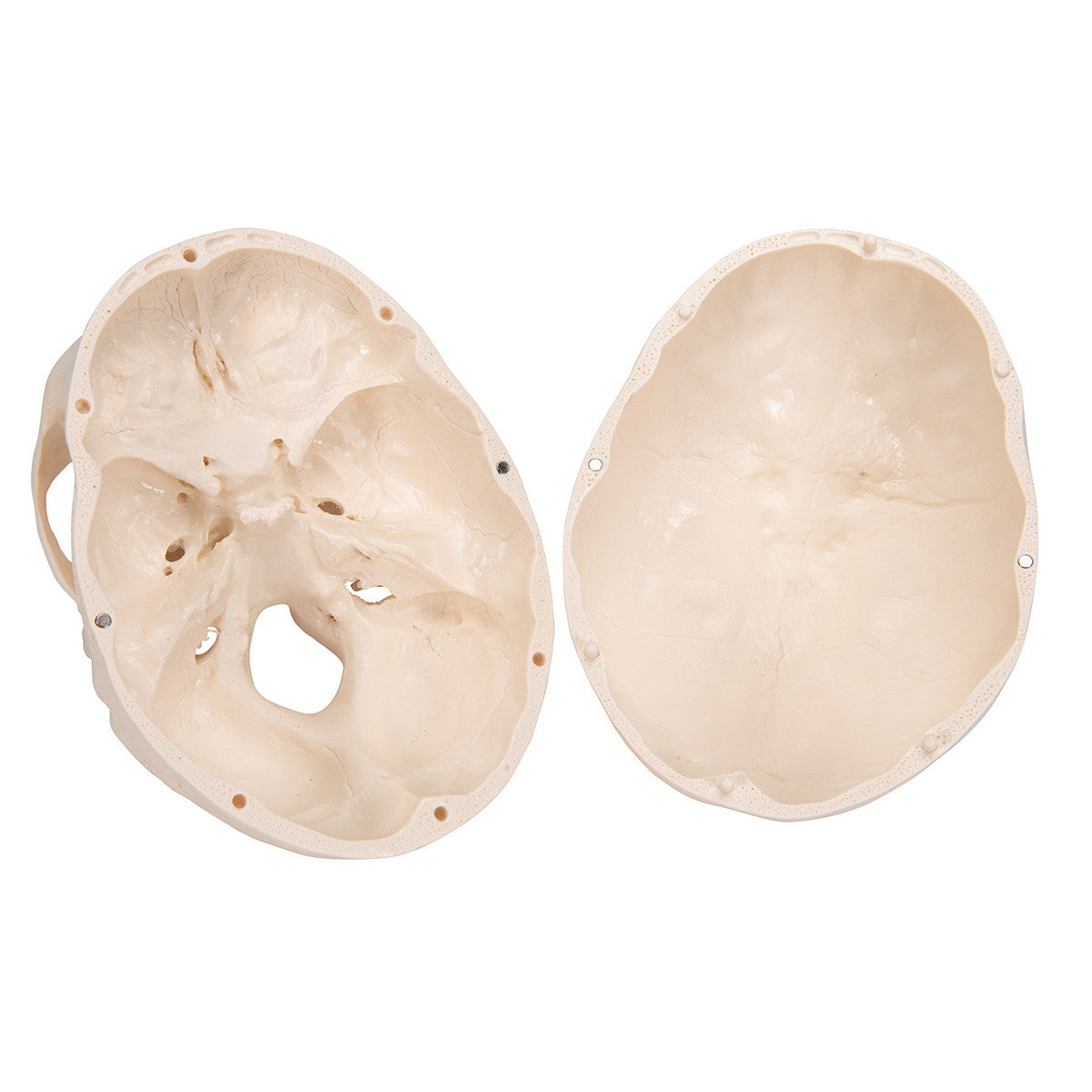 Standard Human Skull, natural cast, adult - cap removed