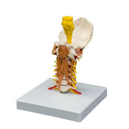 Cervical Spine with Muscles