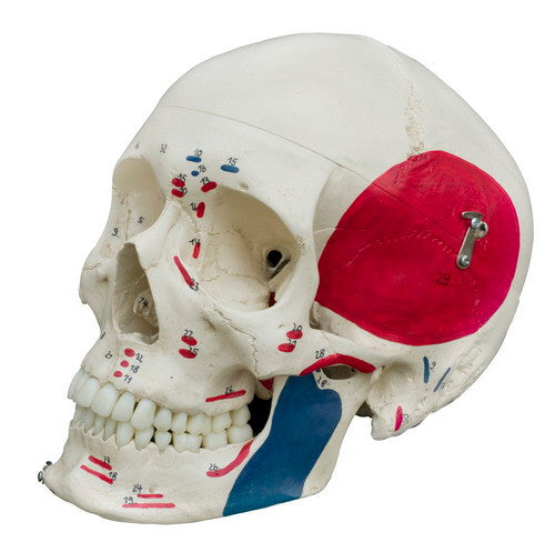 Rudiger Super Skeleton - detail of skull