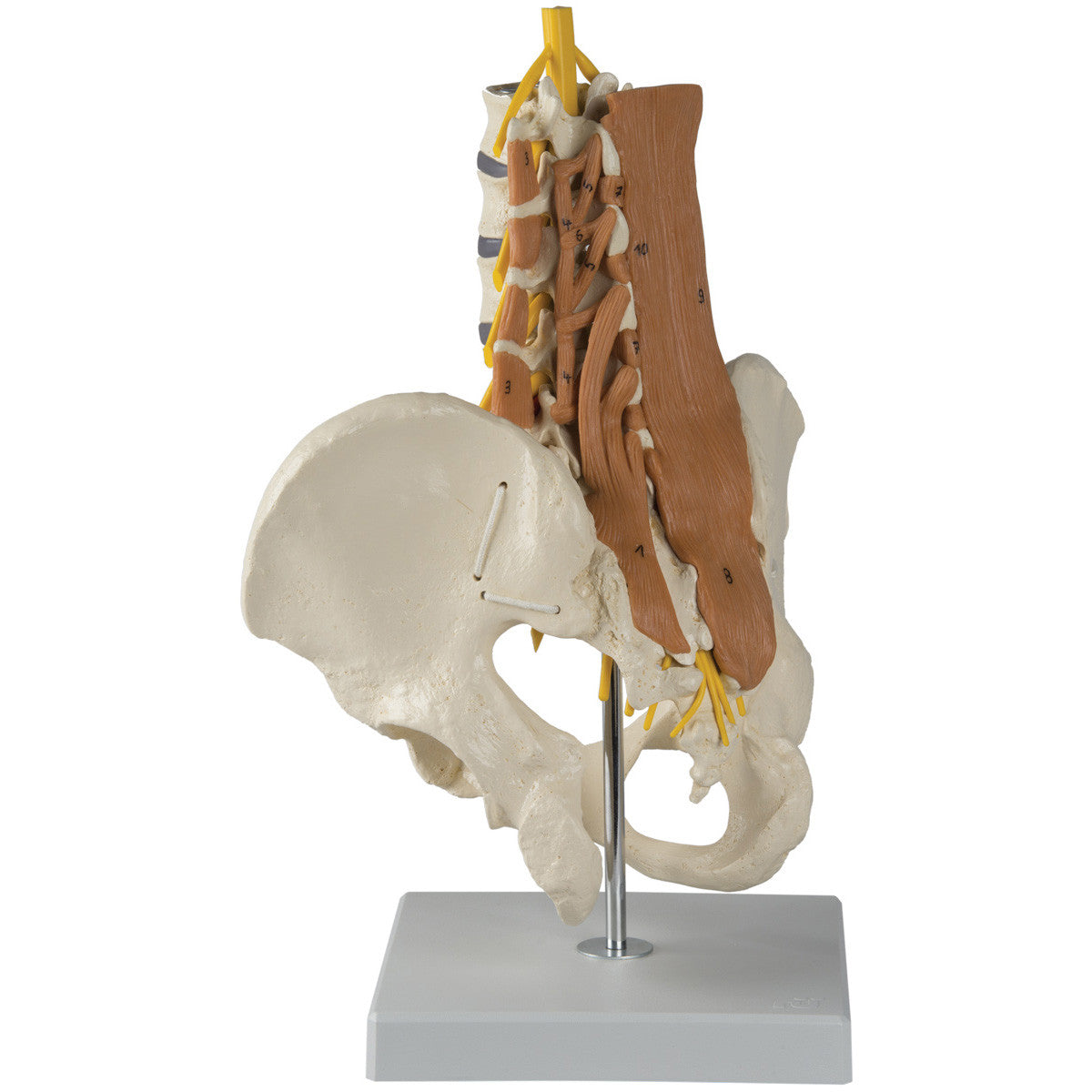 Pelvis with Lumbar Spine and Lumbar Muscles