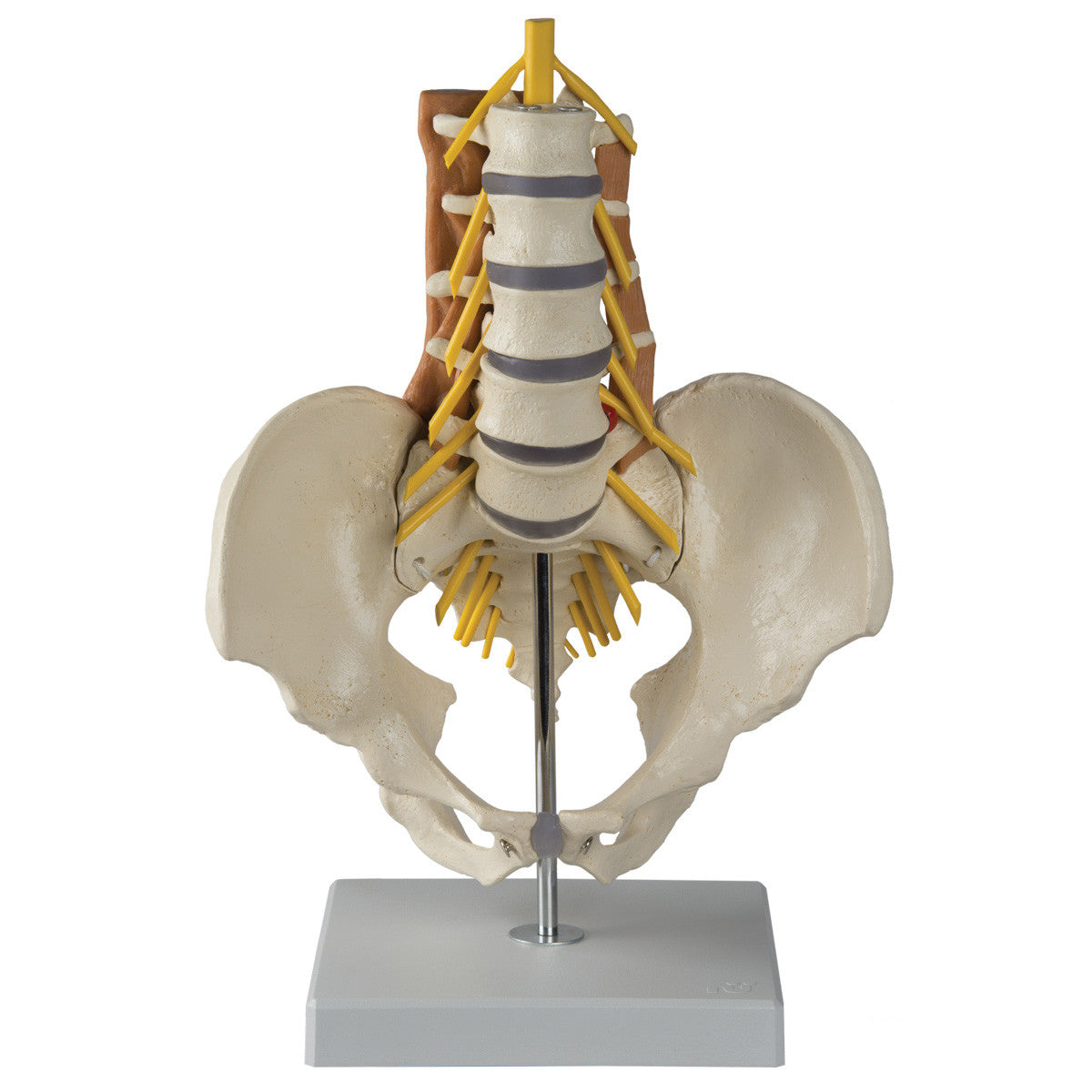 Pelvis with Lumbar Spine and Lumbar Muscles - anterior view