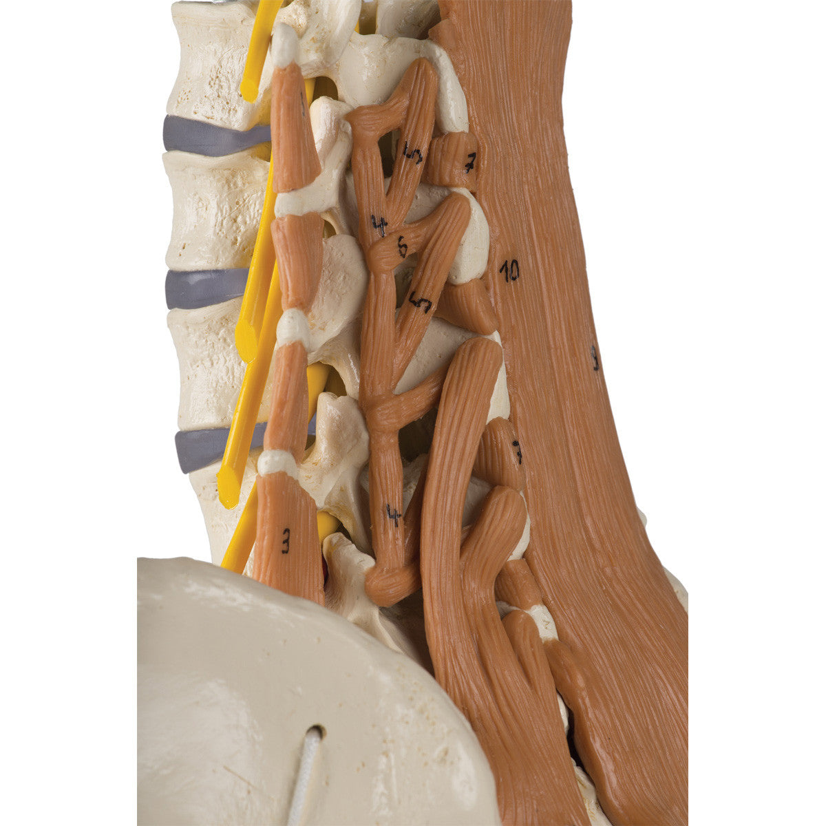 Pelvis with Lumbar Spine and Lumbar Muscles - detail