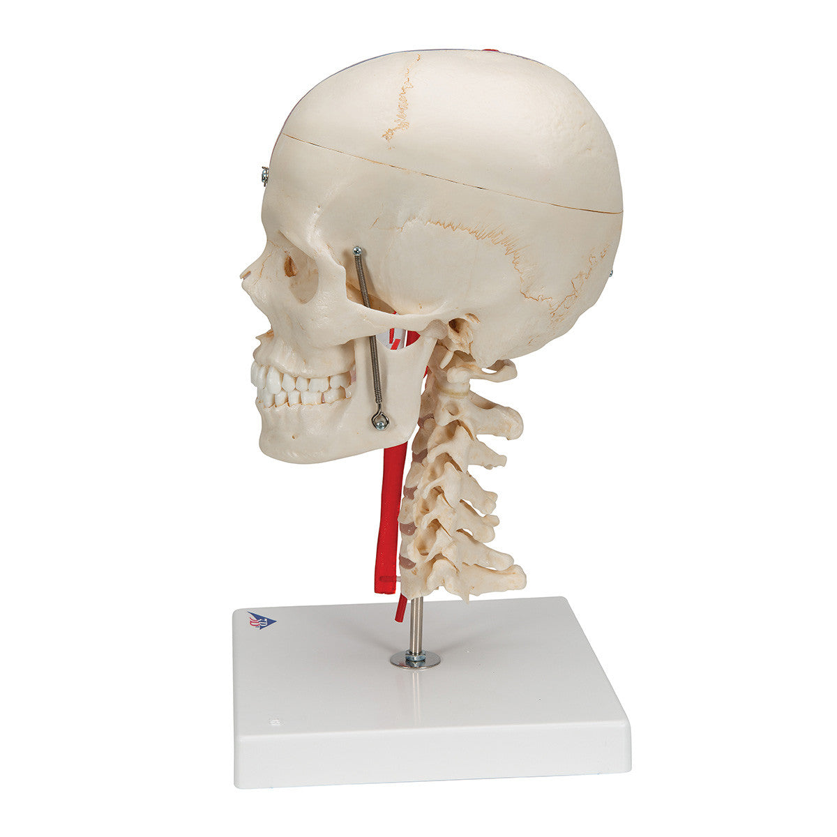 BONElike Human Skull Model, Half Transparent & Half Bony- Complete with Brain and Vertebrae | 3B Scientific A283