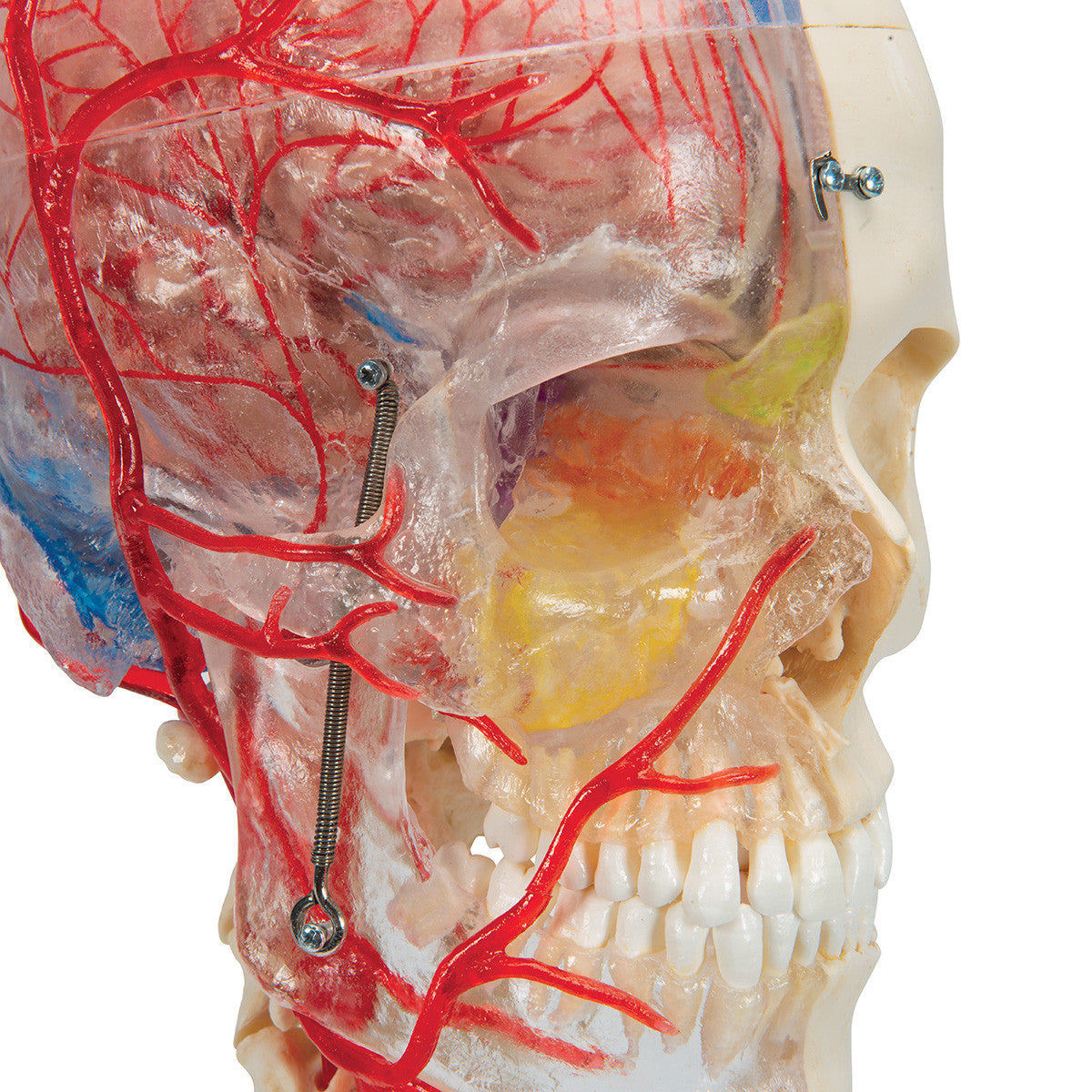 BONElike Human Skull Model, Half Transparent & Half Bony- Complete with Brain and Vertebrae | 3B Scientific A283
