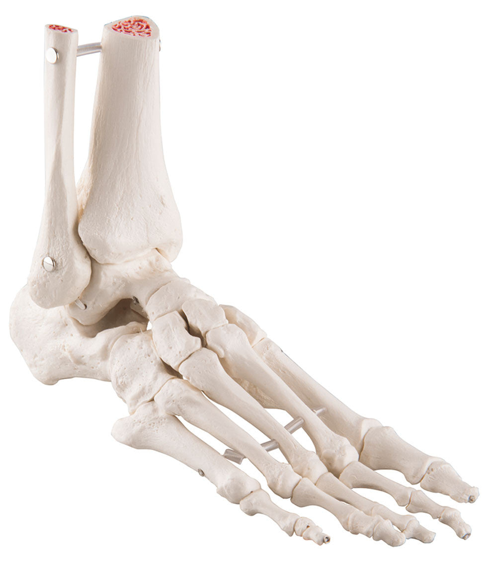 Flexible Foot Skeleton with ankle