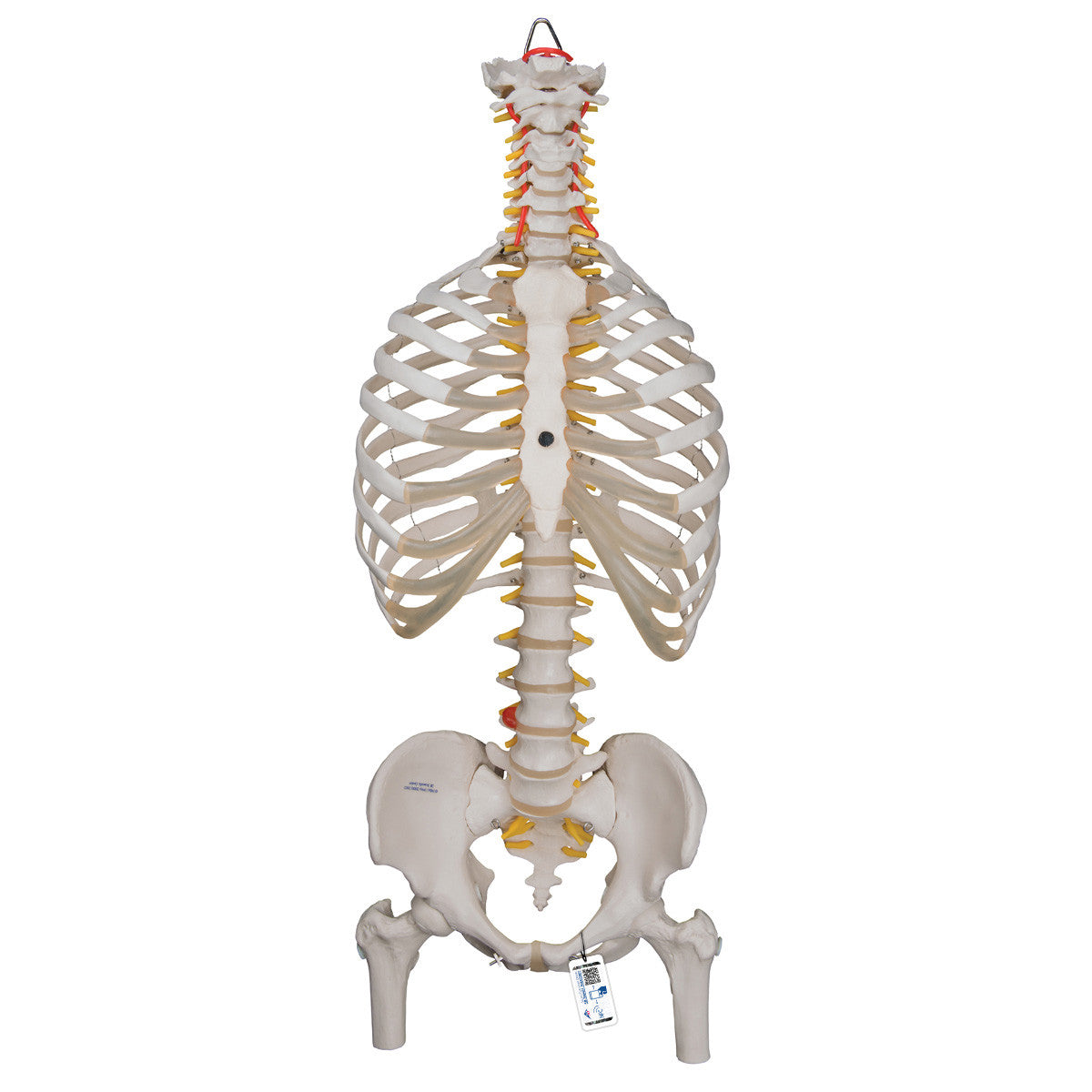 a56-2_01_1200_1200_classic-flexible-human-spine-model-with-ribs-femur-heads-3b-smart-anatomy__69551.1589753248.1280.1280.jpg