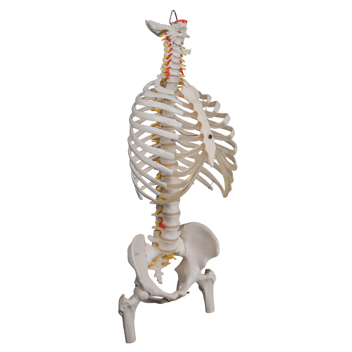 a56-2_02_1200_1200_classic-flexible-human-spine-model-with-ribs-femur-heads-3b-smart-anatomy__31557.1589753248.1280.1280.jpg