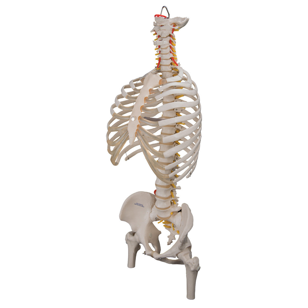 a56-2_03_1200_1200_classic-flexible-human-spine-model-with-ribs-femur-heads-3b-smart-anatomy__78457.1589753249.1280.1280.jpg