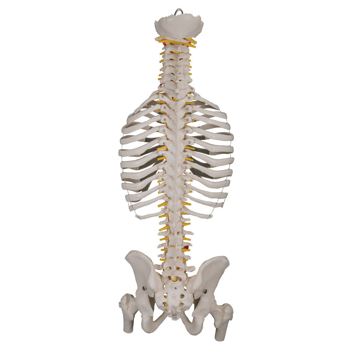 a56-2_04_1200_1200_classic-flexible-human-spine-model-with-ribs-femur-heads-3b-smart-anatomy__40807.1589753250.1280.1280.jpg