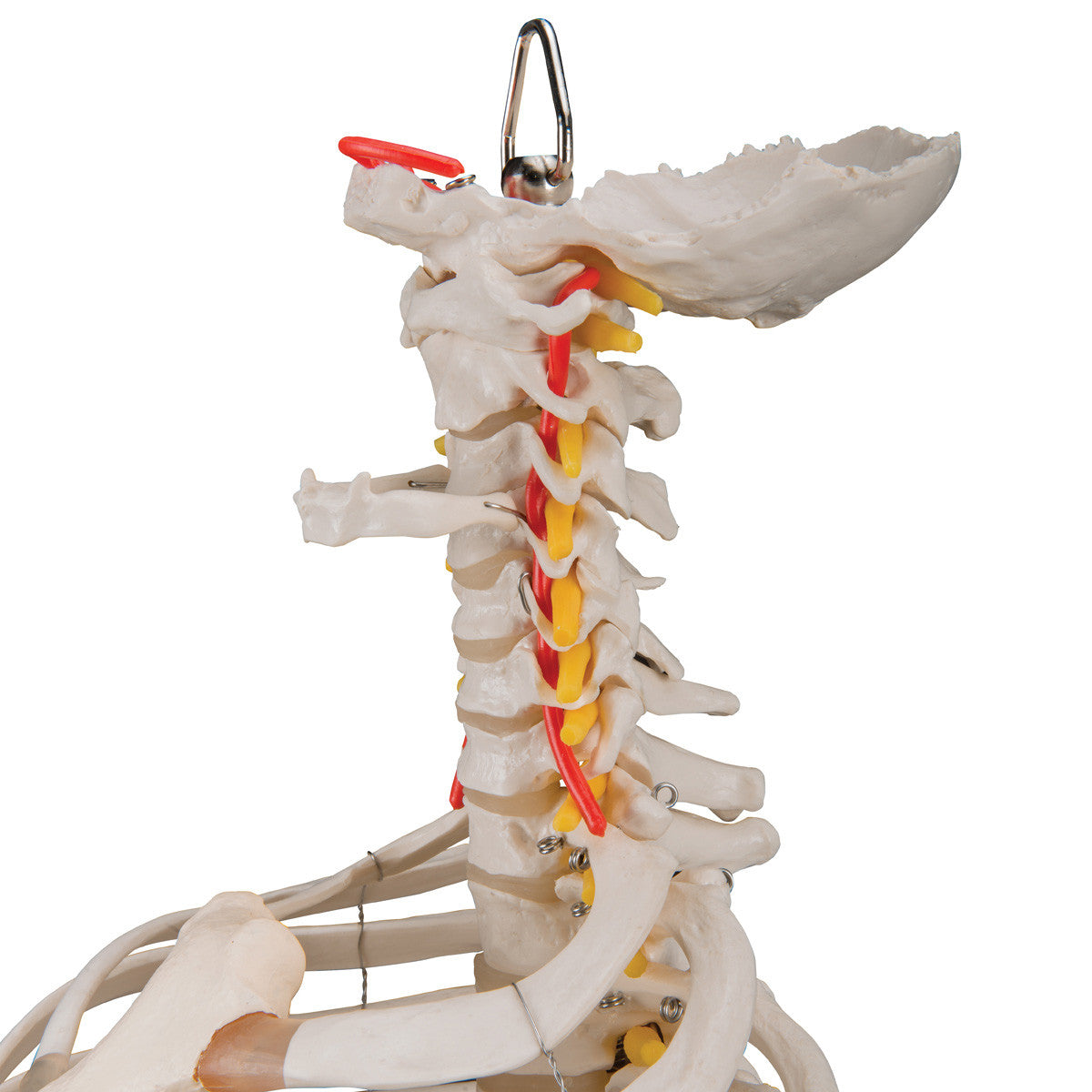a56-2_05_1200_1200_classic-flexible-human-spine-model-with-ribs-femur-heads-3b-smart-anatomy__01927.1589753250.1280.1280.jpg