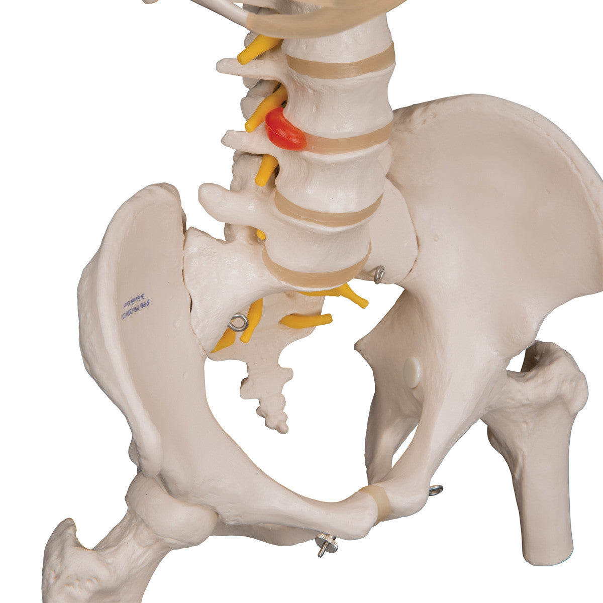 a56-2_06_1200_1200_classic-flexible-human-spine-model-with-ribs-femur-heads-3b-smart-anatomy__78459.1589753251.1280.1280.jpg