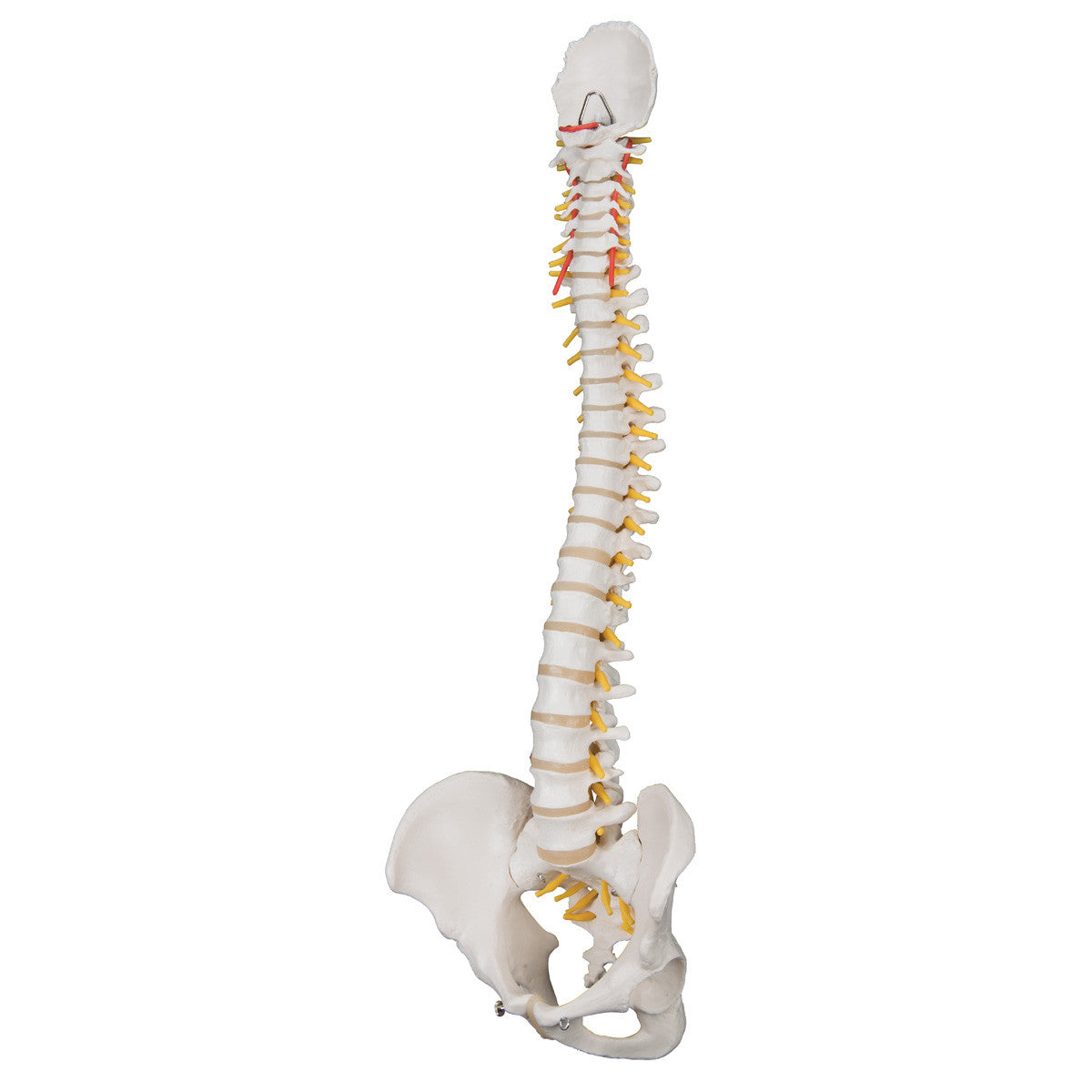 Standard Flexible Spine | 3B Scientific A58/1 - lateral