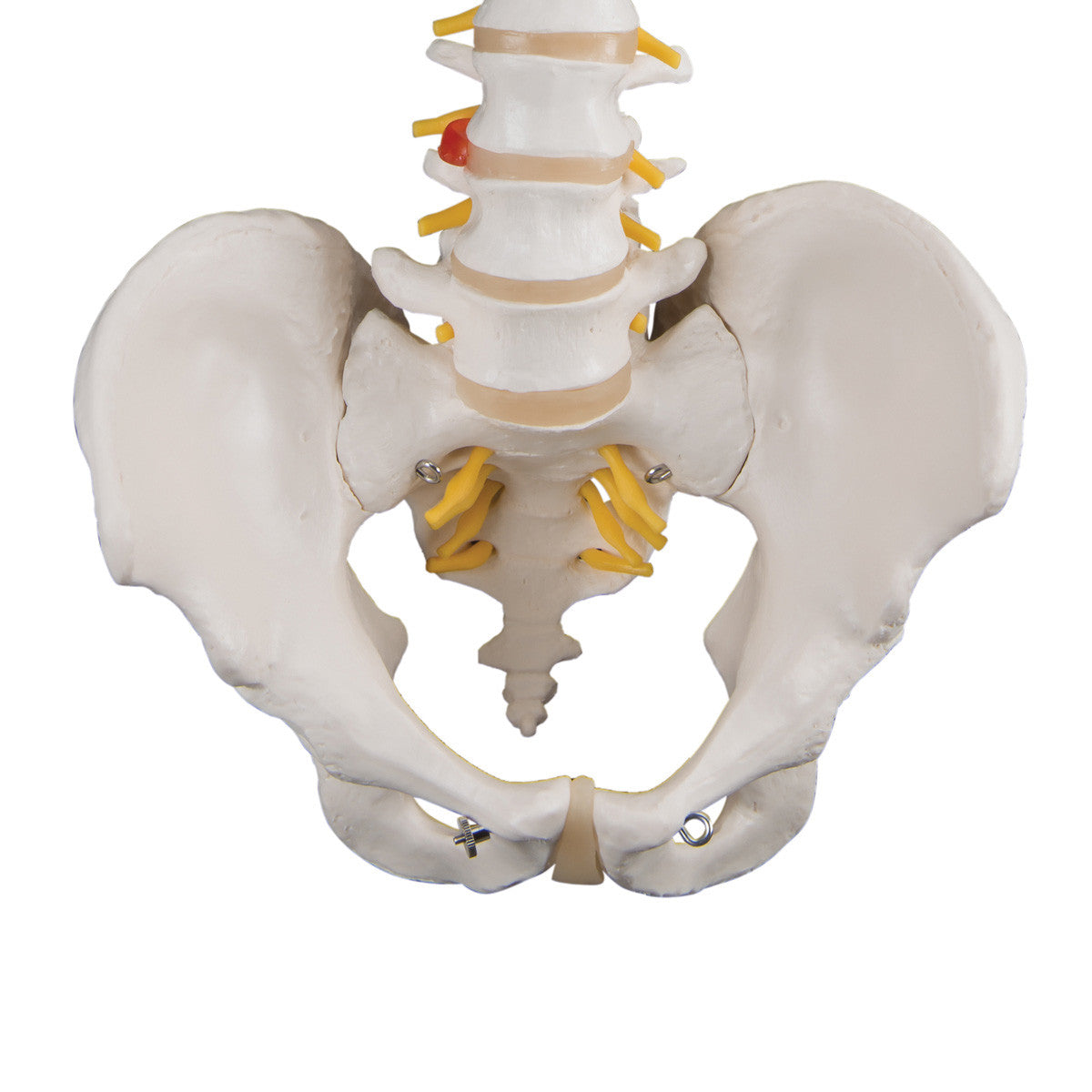 Standard Flexible Spine | 3B Scientific A58/1 - pelvis