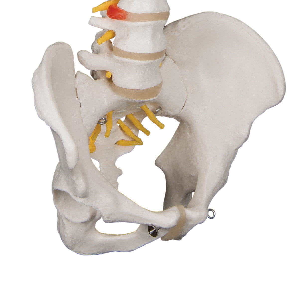 Standard Flexible Spine | 3B Scientific A58/1 - 3/4 pelvis