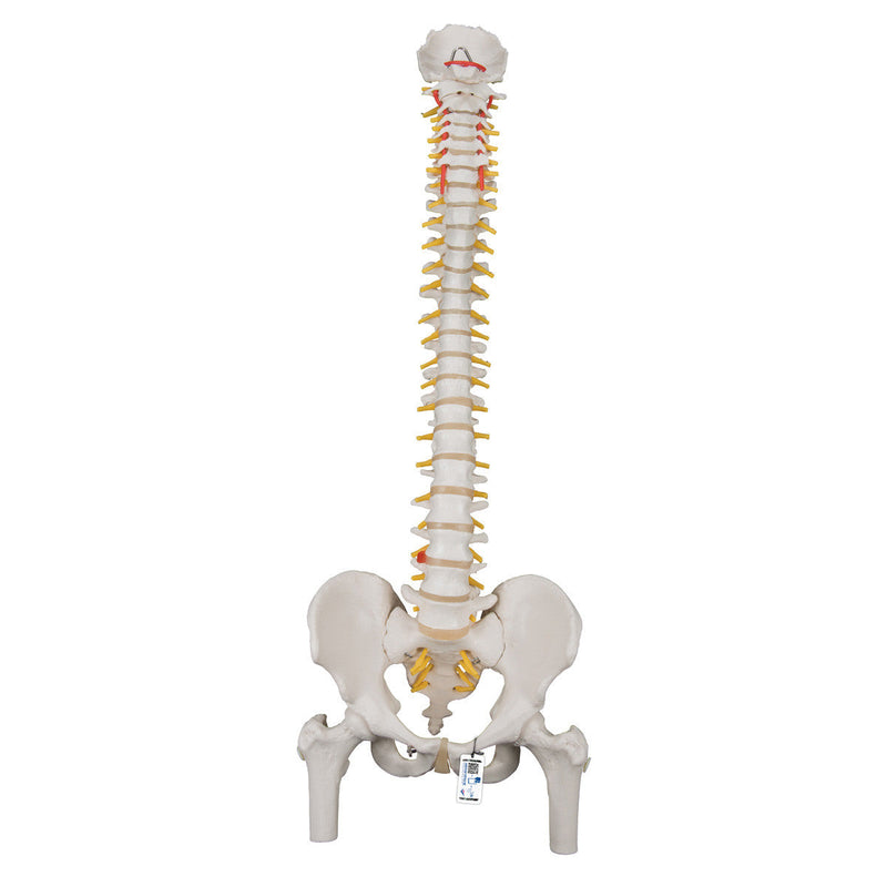 Anatomical Models